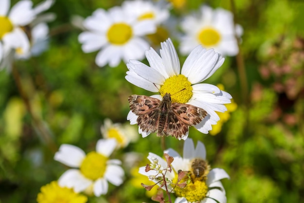 Motyl w przyrodzie na białej stokrotce (Carcharodus alceae) Izmir / Turcja