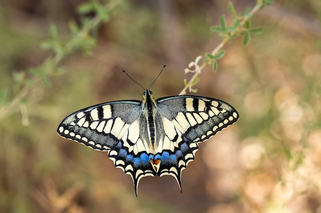 Motyl w swoim naturalnym środowisku