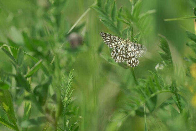 Motyl w trawie Selekcyjna ostrość