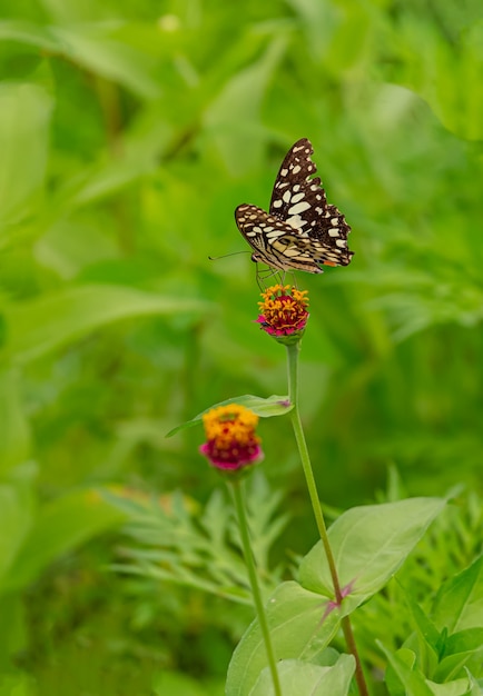 Motyl w zieleni