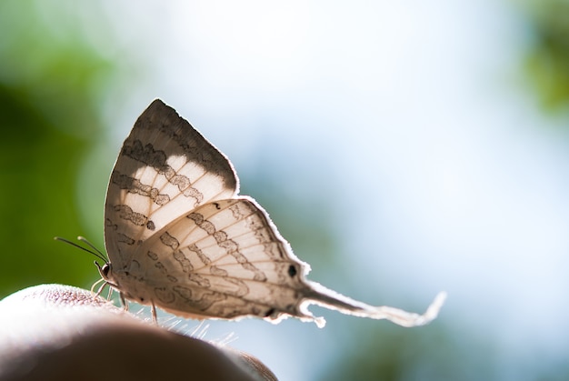 Motyl Wielki Imperiał Na Zielonym Natury Tle