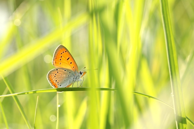Motyl wśród świeżej zielonej trawy w słońcu