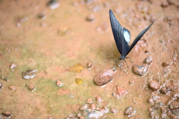 Motyl wysysający wodę na ziemi po rzadkich deszczach