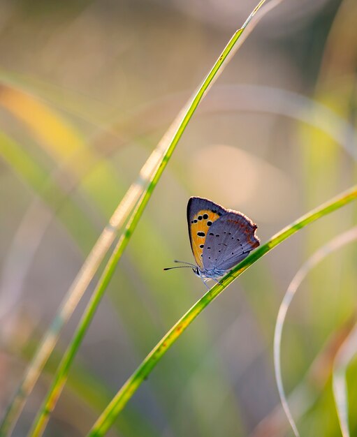 motyl z Coenonympha, zdjęcie jest wykonane na polu w rodzimym środowisku