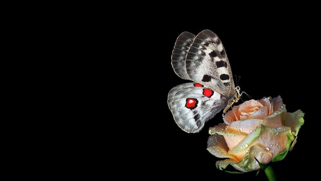 motyl z czerwonymi oczami i czerwoną kropką na plecach.