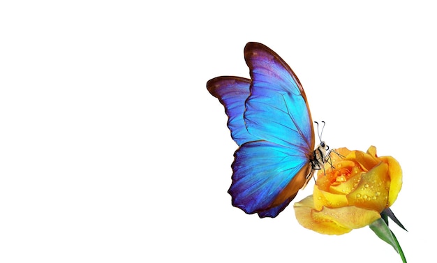 Motyl z niebiesko-żółtym kwiatem na tle