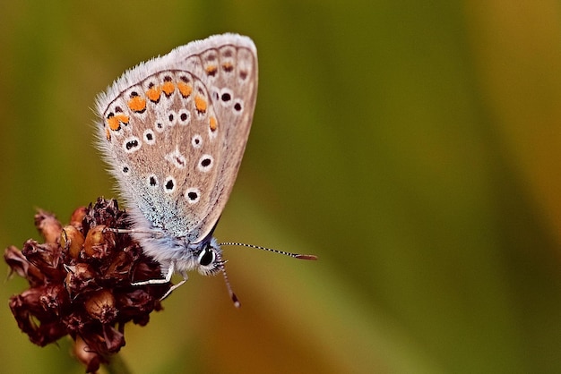 Motyl z pomarańczowymi znaczeniami siedzi na kwiacie.