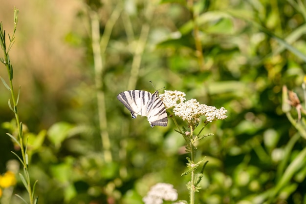 Motyl z zamkniętymi skrzydłami na kwiatku Zdjęcie wysokiej jakości Selektywne ustawianie ostrości
