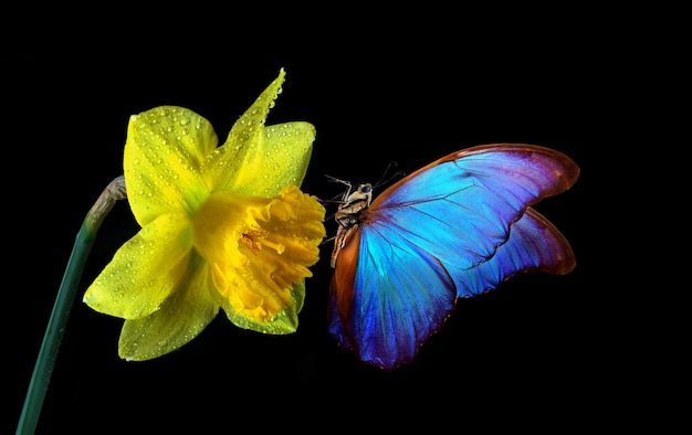 motyl z żółtym kwiatkiem w tle