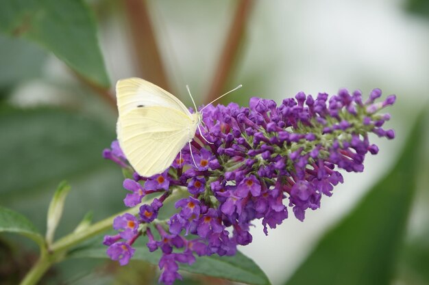 Zdjęcie motyl zapylający fioletowy kwiat