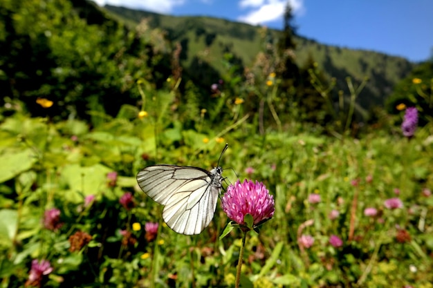 Zdjęcie motyl zapylający kwiat