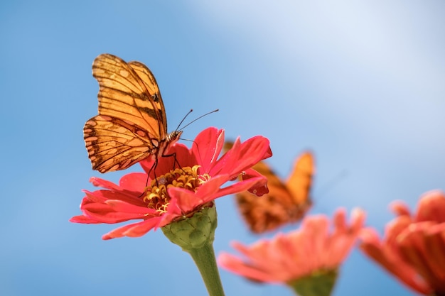 Motyl zapylający