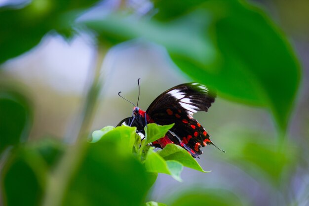 Motyl zwyczajny Mormon