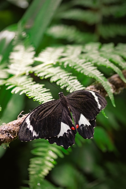 Zdjęcie motyl