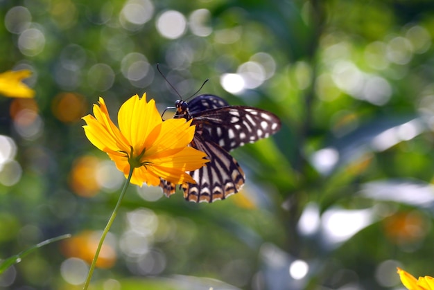 Motyl