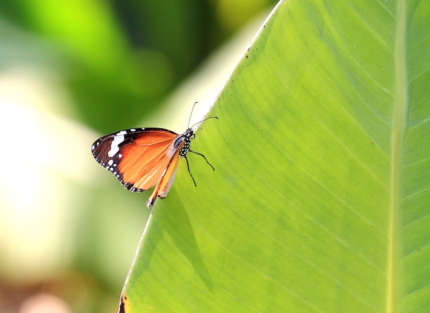 Motyl