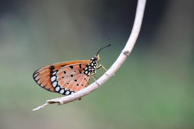 Motyl