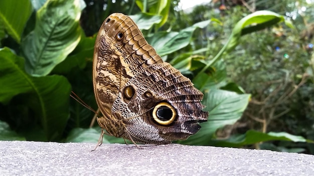 Zdjęcie motyl