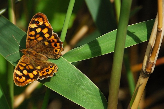 Motyl