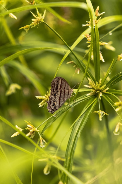 Motyl