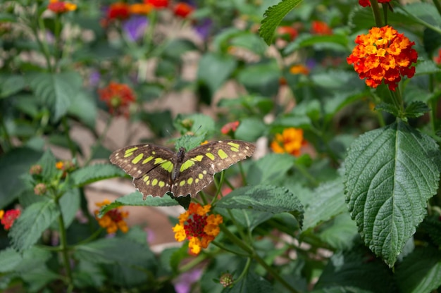 Zdjęcie motyl