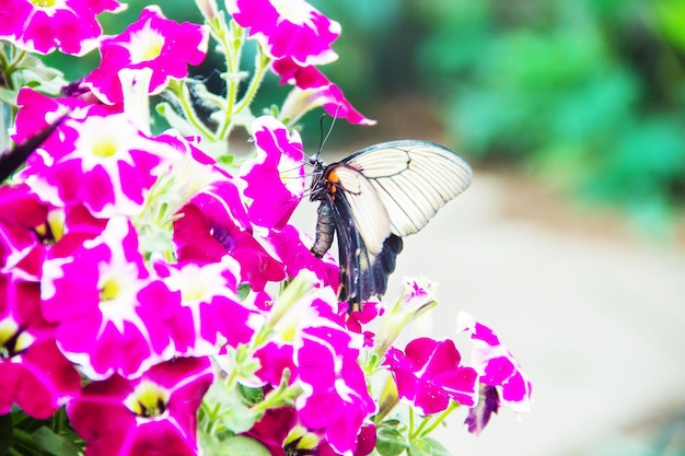 Motyle farmy motyli na kwiatach i gałązkach selektywne skupienie