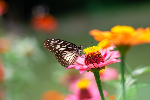 Motyle i jasne letnie kwiaty