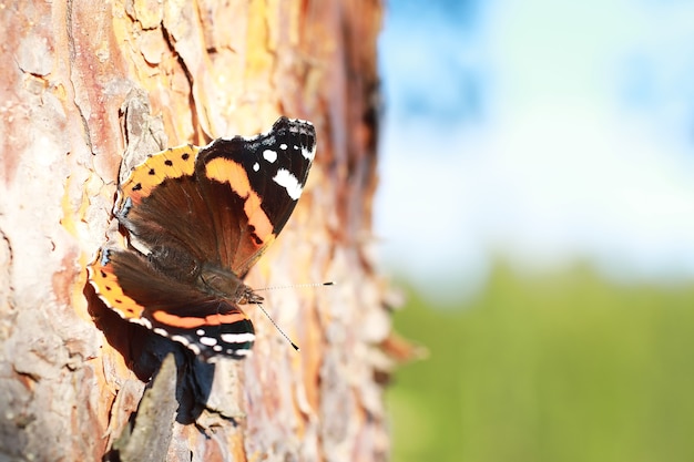 Zdjęcie motyle na drzewie. motyle i nektar. sok z brzozy. motyle w lesie. natura. las. motyle.