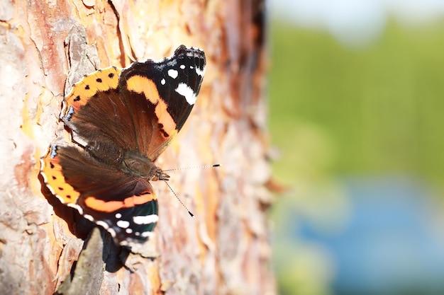 Motyle na drzewie. Motyle i nektar. Sok z brzozy. Motyle w lesie. Natura. Las. Motyle.