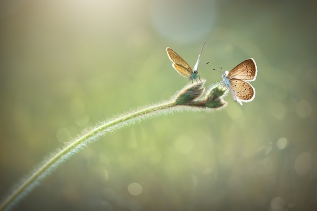 Motyle na trawie