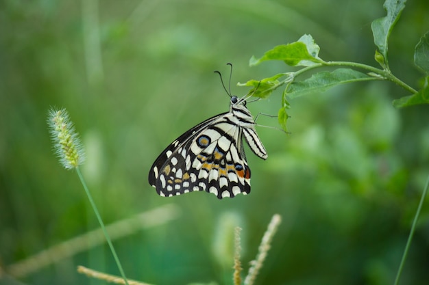 Motylek cytrynowy paź limonka i paź w kratkę Motyl odpoczywający na kwiatowych roślinach