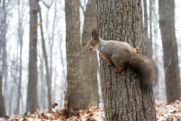 Motyw zwierzęcy Wiewiórka rozciąga się na drzewie w zimowym lesie