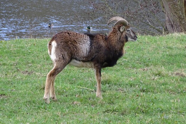 Zdjęcie mouflon ram na jeziorze