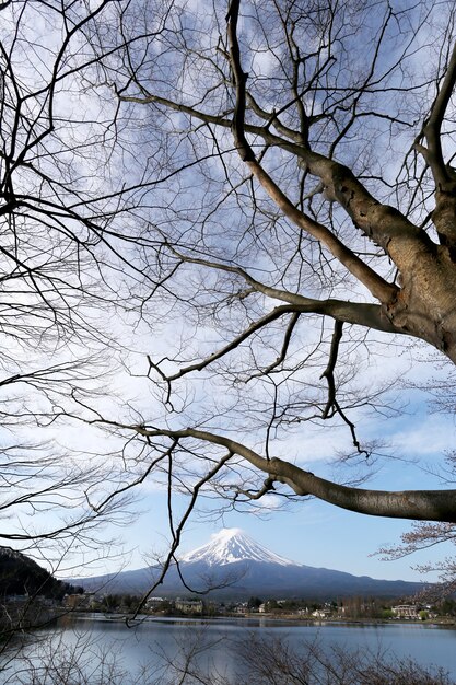 Mount Fuji w kawaguchiko stronie jeziora i gałęzi drzewa.