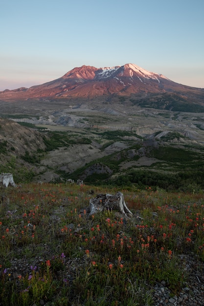 Zdjęcie mount st. helens sunset i dzikie kwiaty