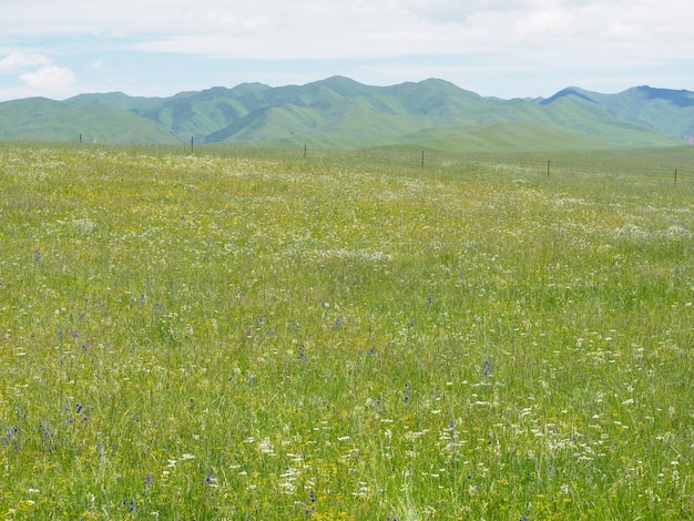 Zdjęcie mountain meadows and sky