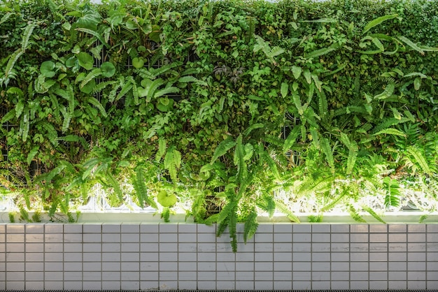 Mozaiki płytki i zielona roślina na ścianie