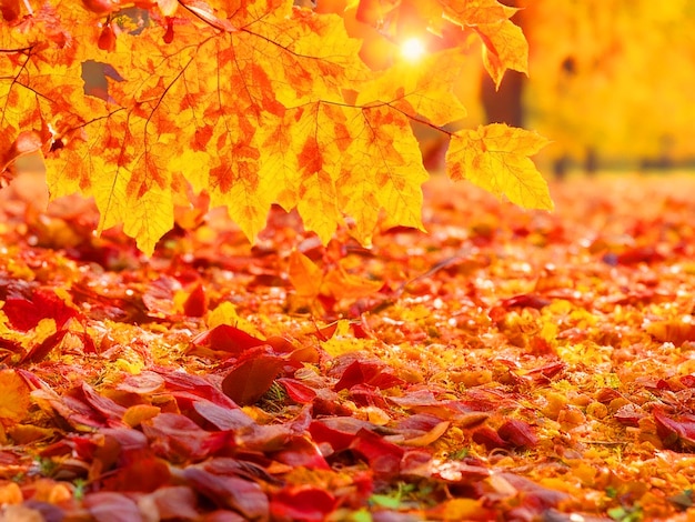 Możemy myśleć o listopadzie jako o miesiącu przejściowym, w którym jesienne liście spadają dalej.