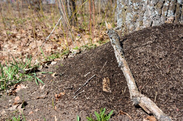 mrowisko z kolonią czarnych mrówek odizolowanych w lesie w pobliżu miejsca na kopię pnia drzewa