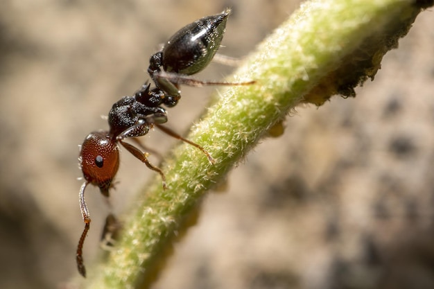 Mrówka Crematogaster scutellaris z mszycami