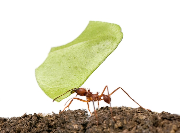 Mrówka Do Liści, Acromyrmex Octospinosus, Niosąc Liść Na Białym Tle