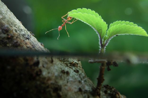 Mrówka na liściu z pół podwodną sceną
