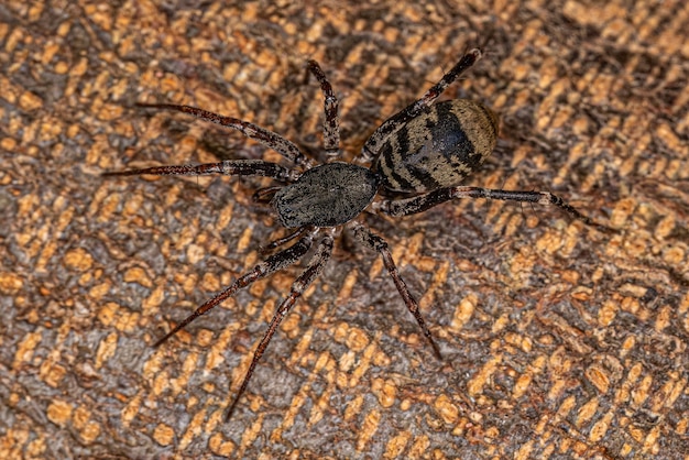 Mrówka naśladuje Sac Spider