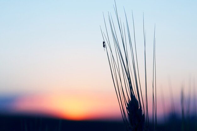 Mrówka siedzi na kłosie pszenicy na tle zachodu słońca. niesamowita przyroda i krajobrazy