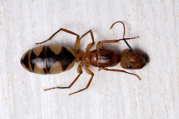 Mrówka Stolarska Z Gatunku Camponotus Substutus