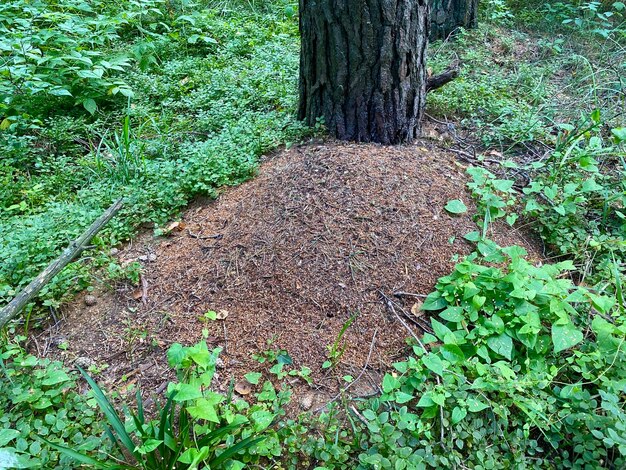 mrówka w lesie pod drzewem