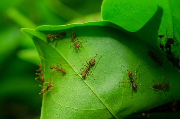 Mrówki Pomagają Budować Gniazdo Zielonych Liści.