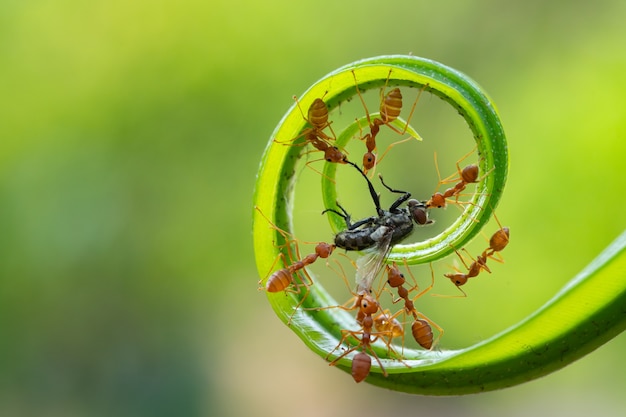 Zdjęcie mrówki stojące w akcji wspinają się po zielonych pnączach zespół koncepcyjny pracuje razem red ant weaver ants