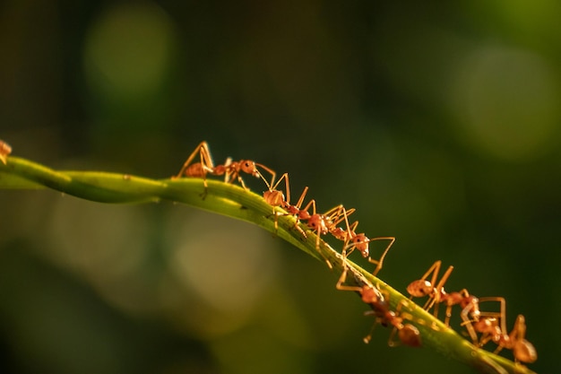 Mrówki tkacze chodzą po gałęziach drzew