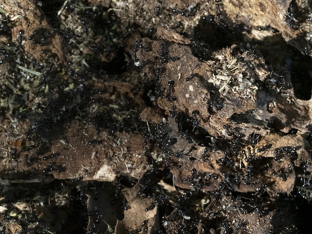 Mrówki wewnątrz mrowiska w drewnie